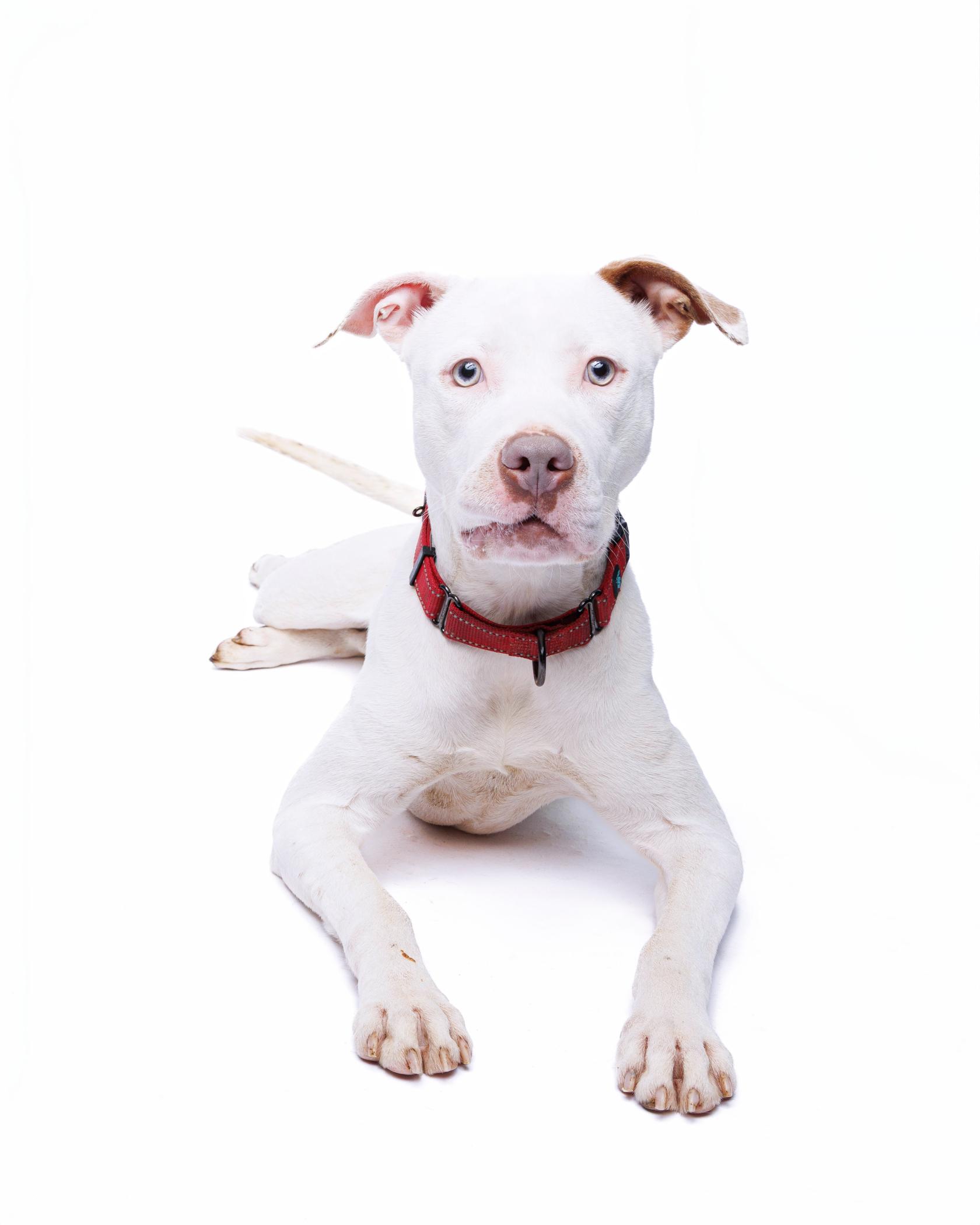 Sugar, an adoptable Pit Bull Terrier in Waterloo, IA, 50703 | Photo Image 6