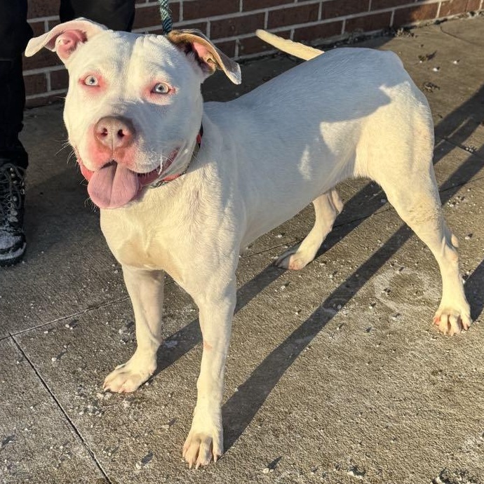 Sugar, an adoptable Pit Bull Terrier in Waterloo, IA, 50703 | Photo Image 2