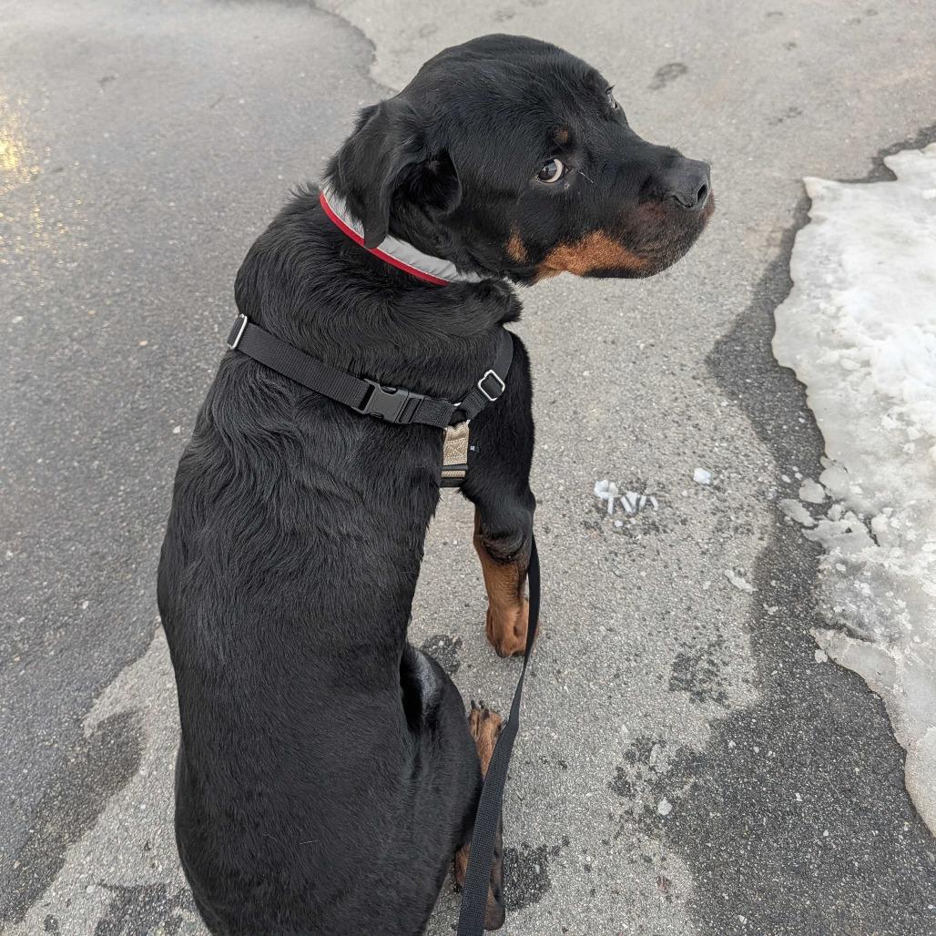 Enlarge Rocky, a Adoptable Rottweiler in Dover, NH image 1/6