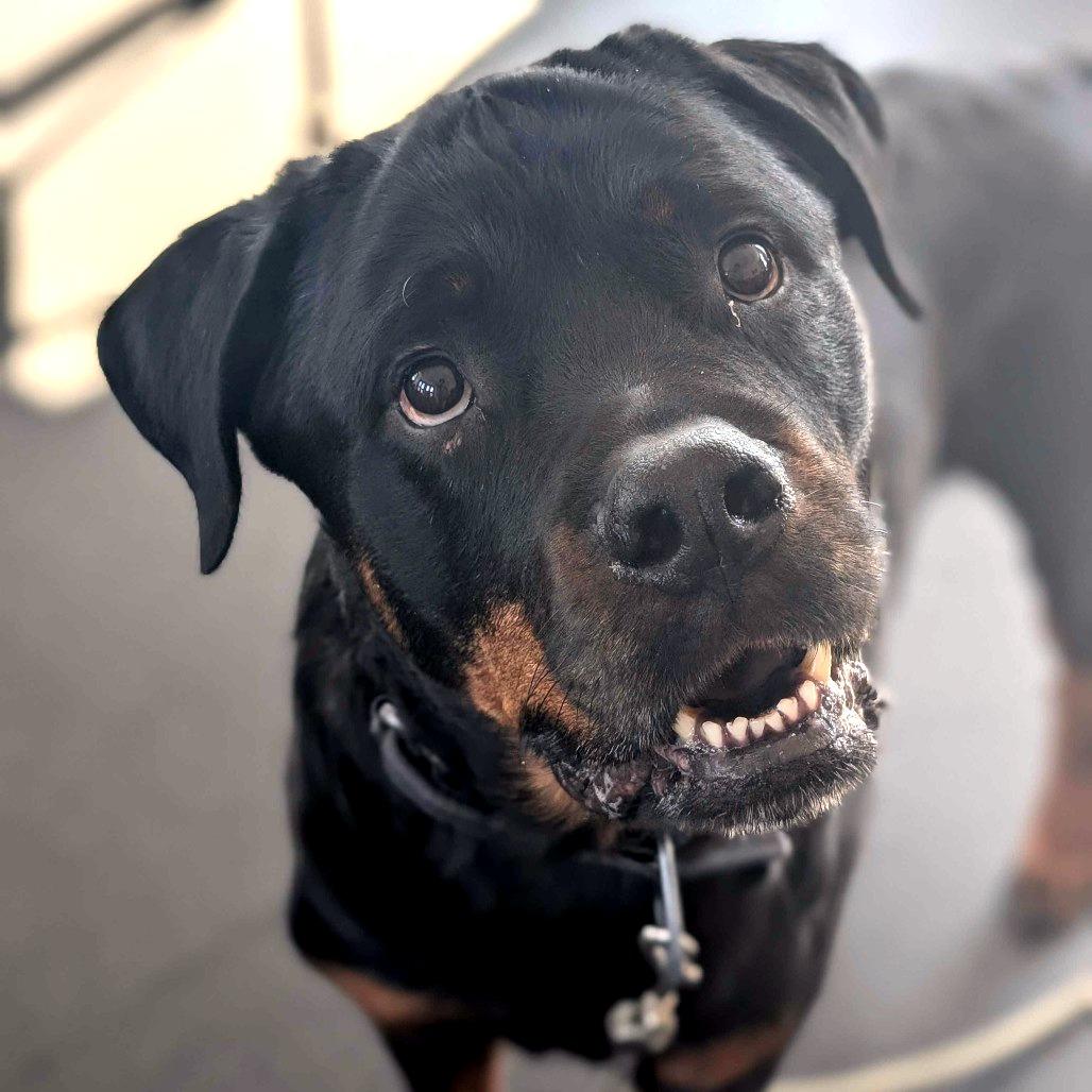 Enlarge Rocky, a Adoptable Rottweiler in Dover, NH image 2/6