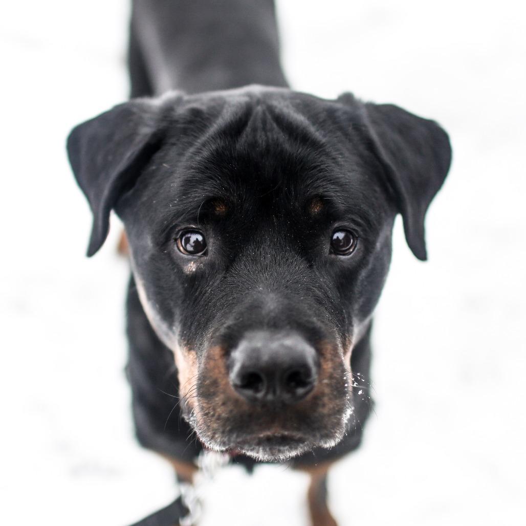 Enlarge Rocky, a Adoptable Rottweiler in Dover, NH image 4/6