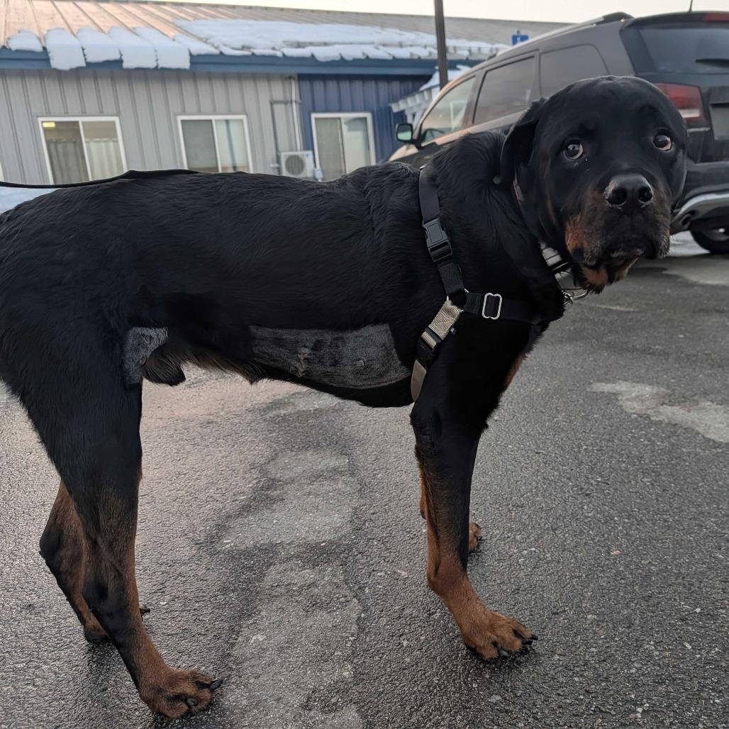 Enlarge Rocky, a Adoptable Rottweiler in Dover, NH image 5/6