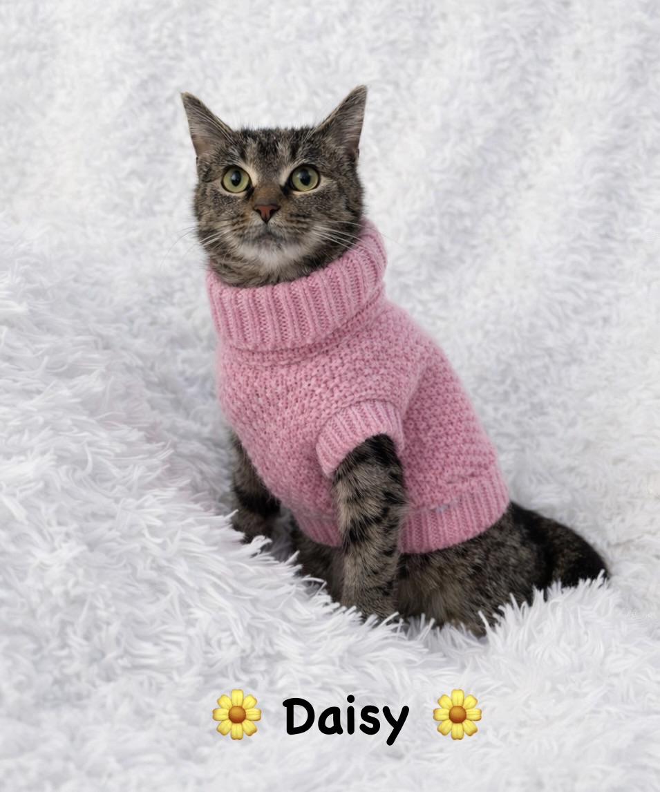 Daisy, ADOPTABLE, Kitten Female Torbie.