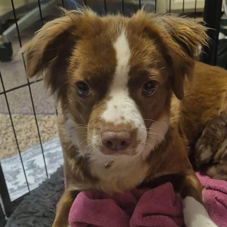 Marge, Adoptable, Young Female Terrier.