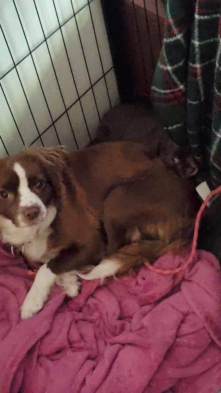 Enlarge Marge, a Adoptable Terrier in New London, WI image 3/3