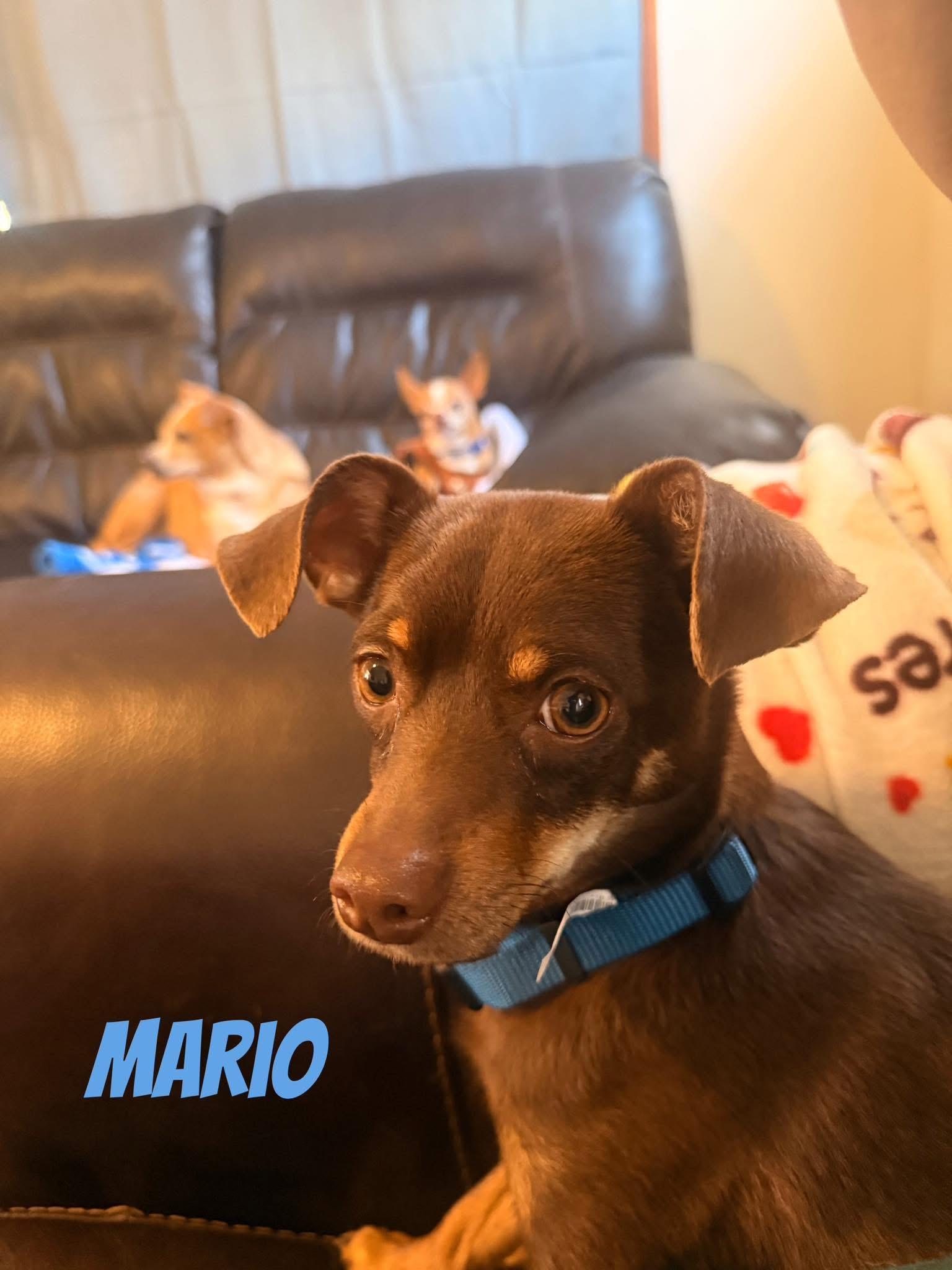 Mario, adopted, Young Male Chihuahua.