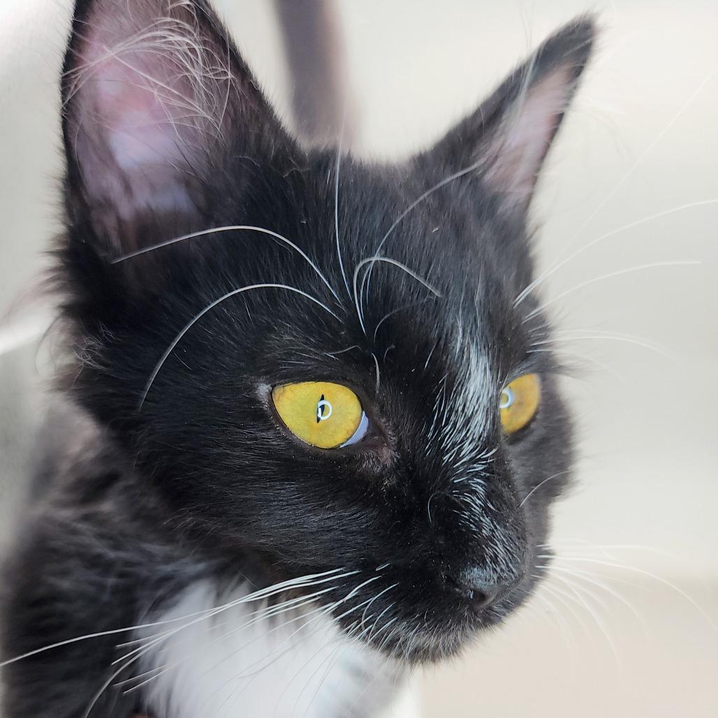 Enlarge Sylvie, a Adoptable Domestic Long Hair in Williston, FL image 1/6