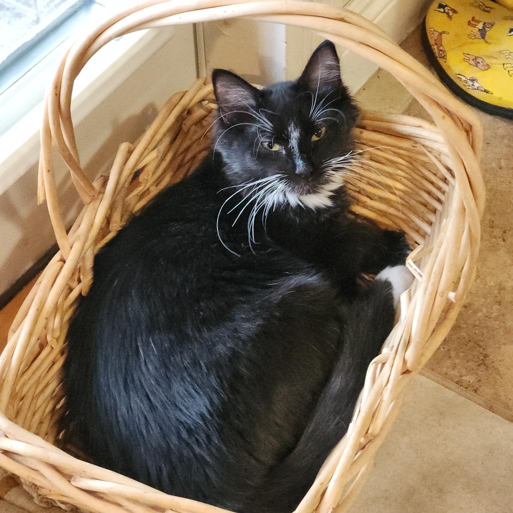 Enlarge Sylvie, a Adoptable Domestic Long Hair in Williston, FL image 2/6