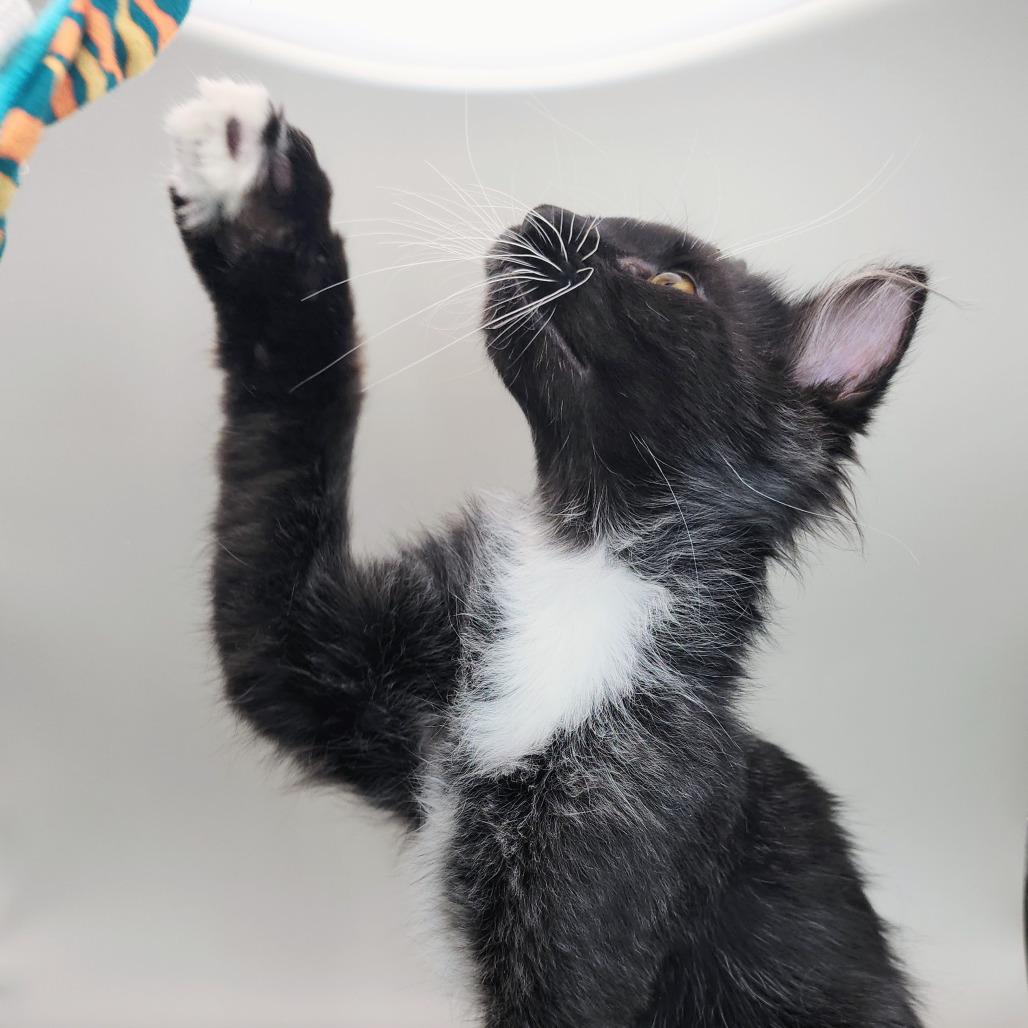 Enlarge Sylvie, a Adoptable Domestic Long Hair in Williston, FL image 3/6