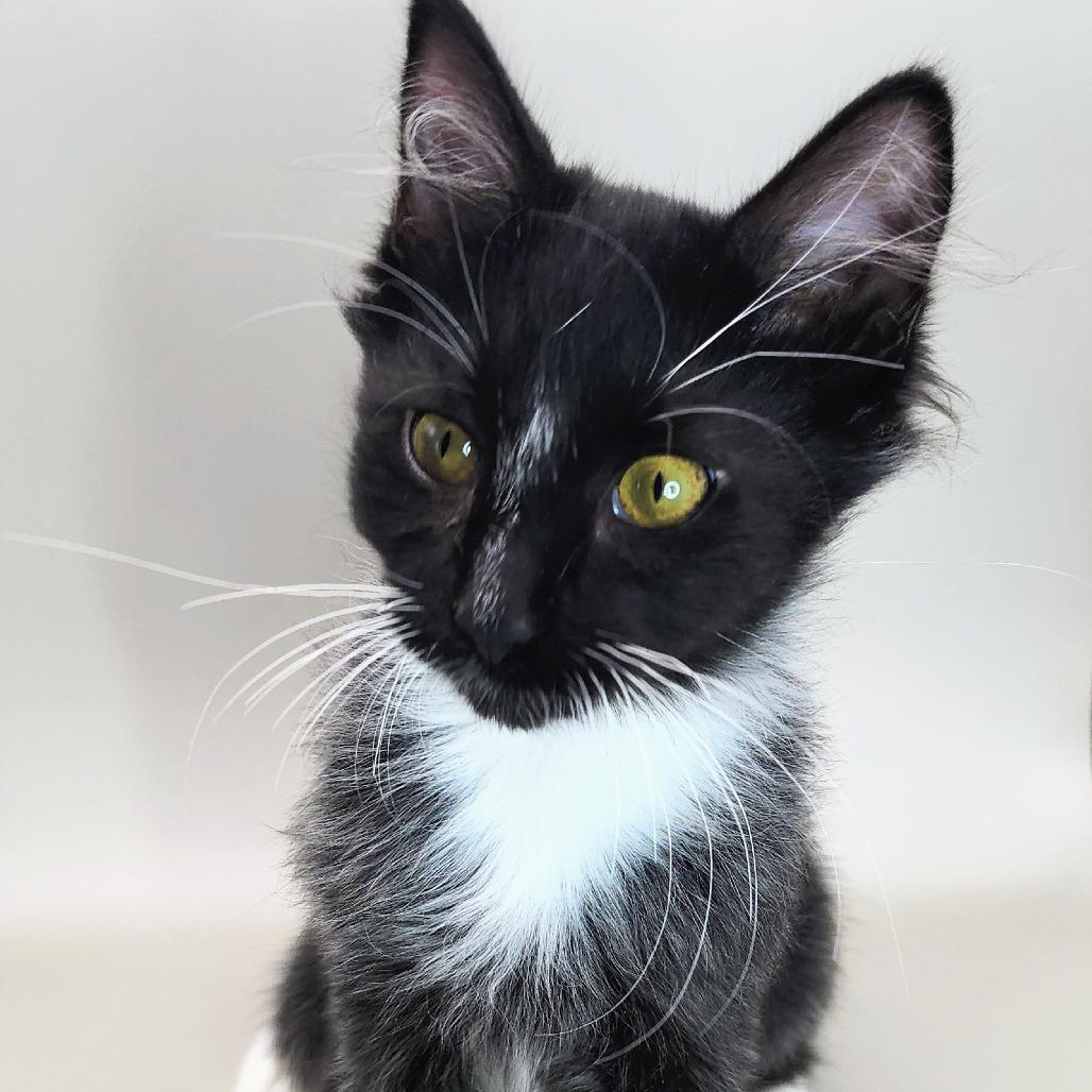 Enlarge Sylvie, a Adoptable Domestic Long Hair in Williston, FL image 4/6