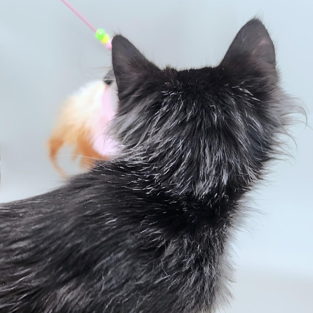 Enlarge Sylvie, a Adoptable Domestic Long Hair in Williston, FL image 5/6