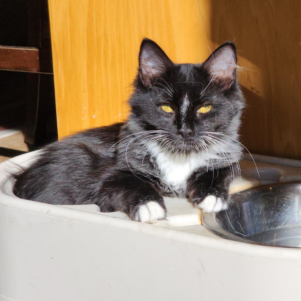 Enlarge Sylvie, a Adoptable Domestic Long Hair in Williston, FL image 6/6