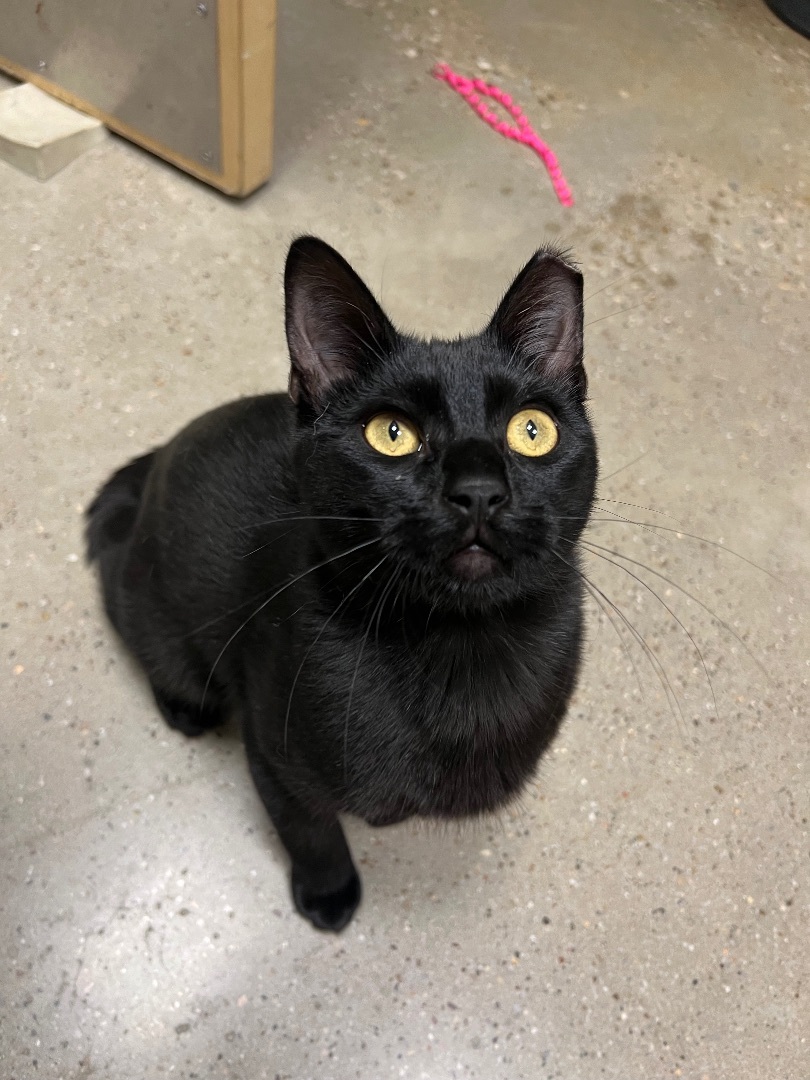 Fred Astaire - Riley Fuzzel Petsmart 1