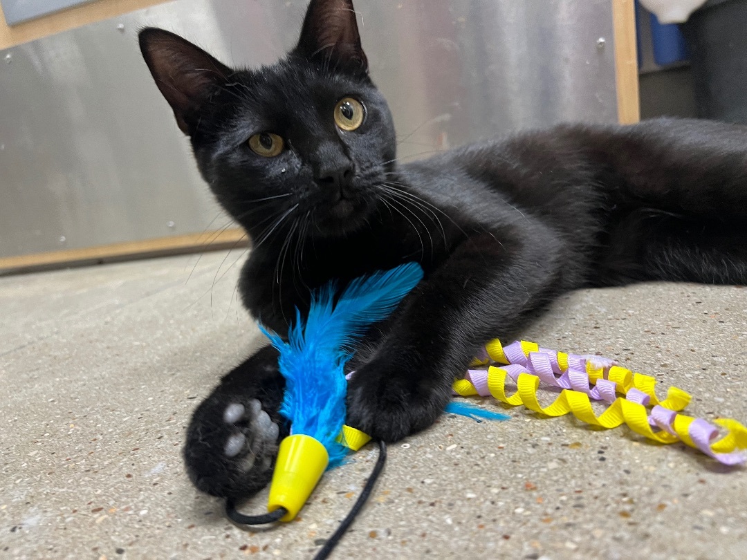 Fred Astaire - Riley Fuzzel Petsmart 2