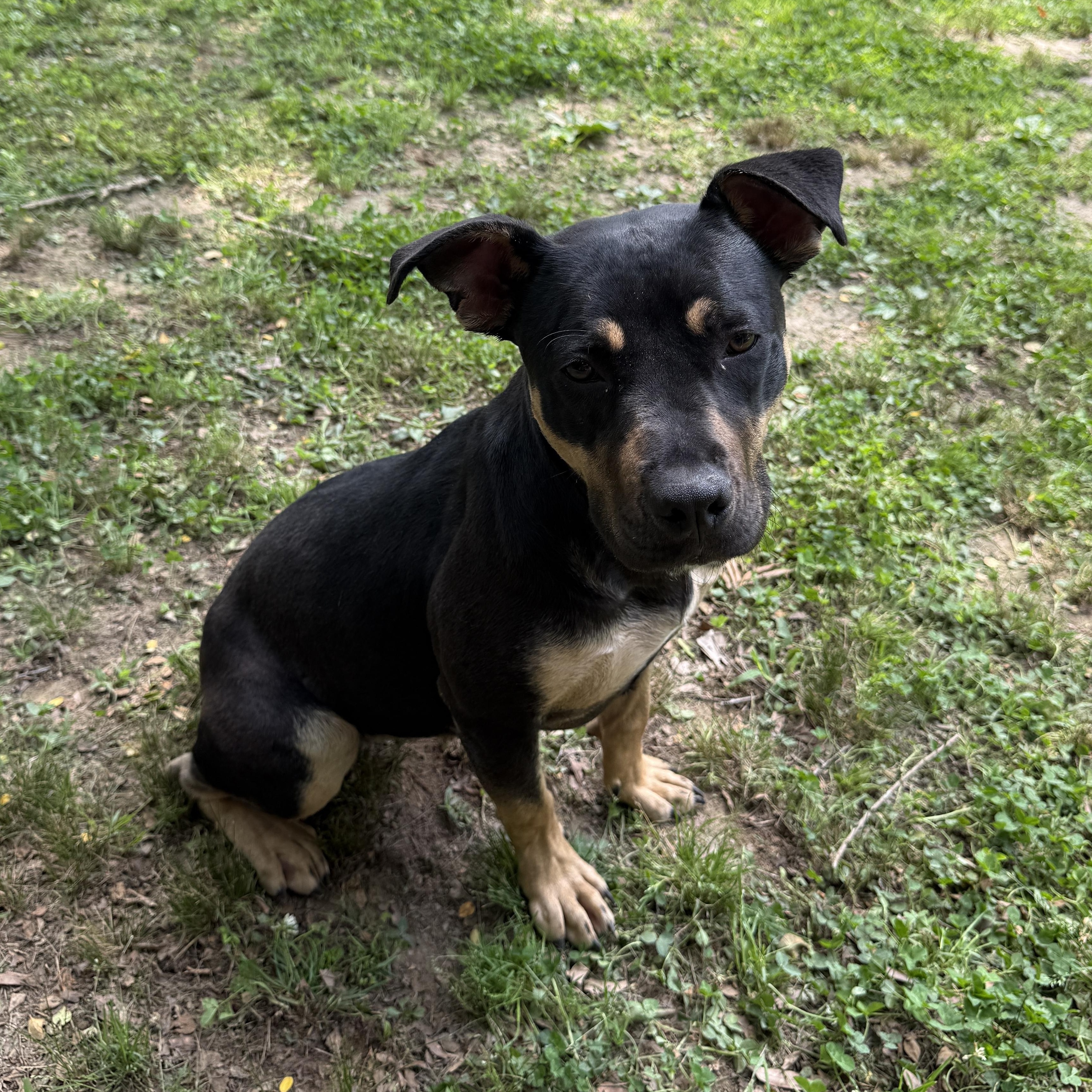 Molly Mae, a Adoptable mixed breed in Rossville, TN image 5/6