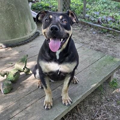 Molly Mae, a Adoptable mixed breed in Rossville, TN image 4/6