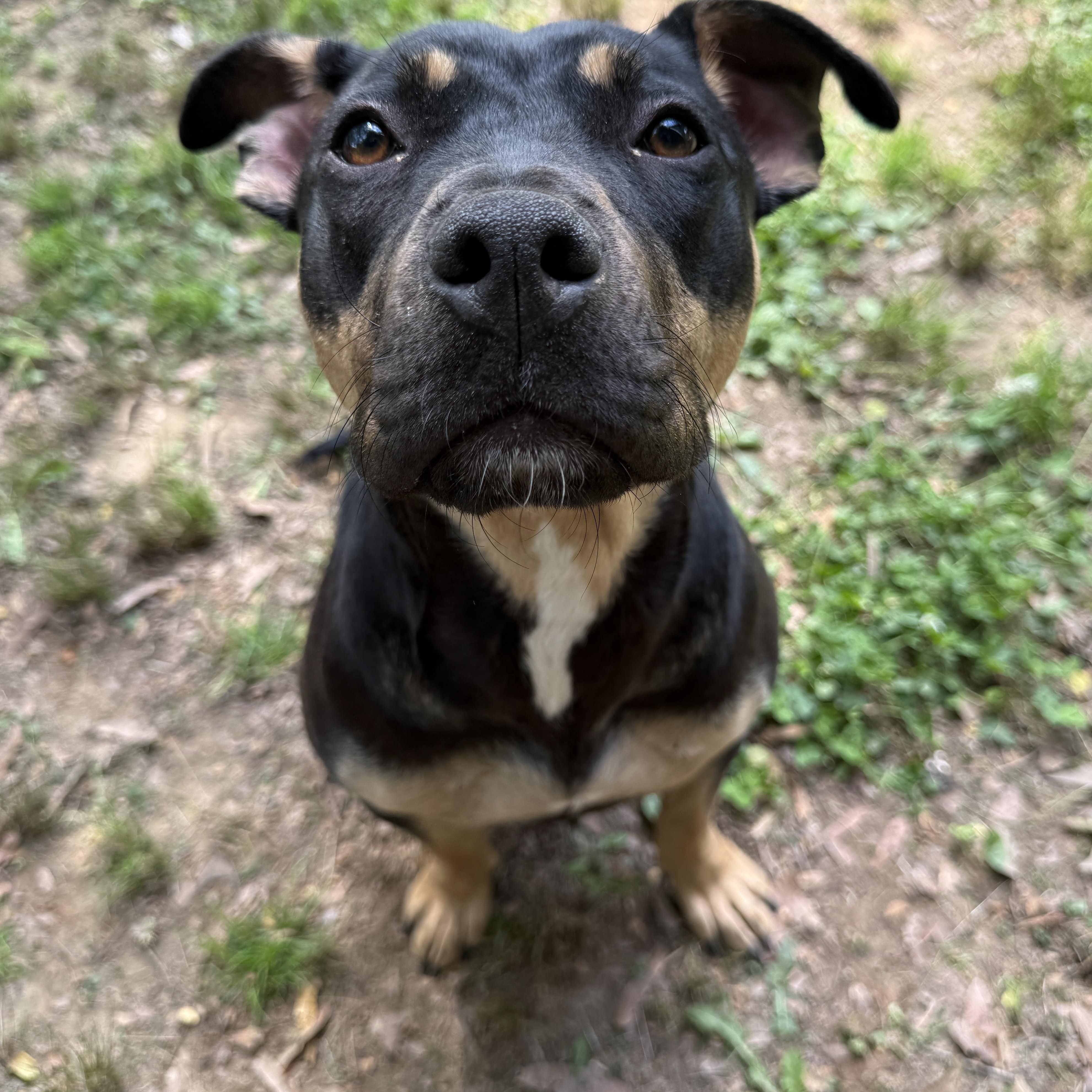 Molly Mae, Adoptable, Young Female Mixed Breed.