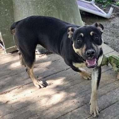 Molly Mae, a Adoptable mixed breed in Rossville, TN image 3/6