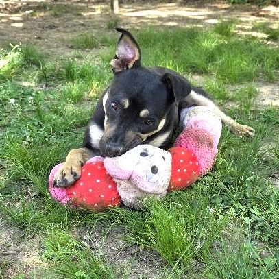 Molly Mae, a Adoptable mixed breed in Rossville, TN image 2/6