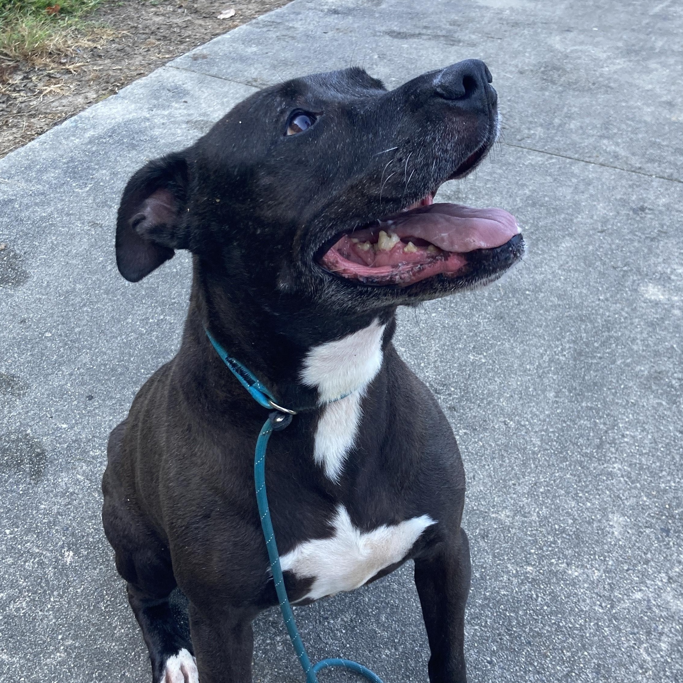 Lilo, Adoptable, Senior Female American Staffordshire Terrier & Black Labrador Retriever.
