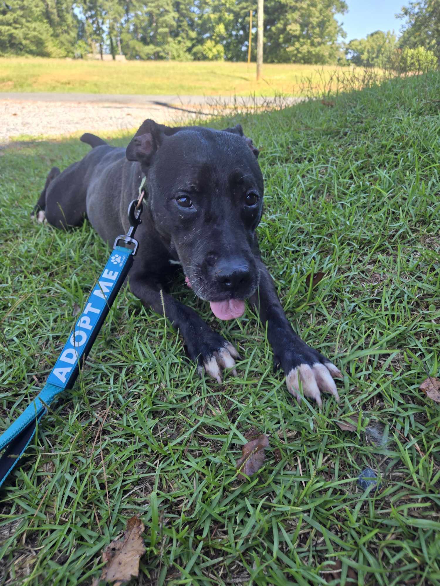 Lilo, a Adoptable mixed breed in Sanford, NC image 5/9