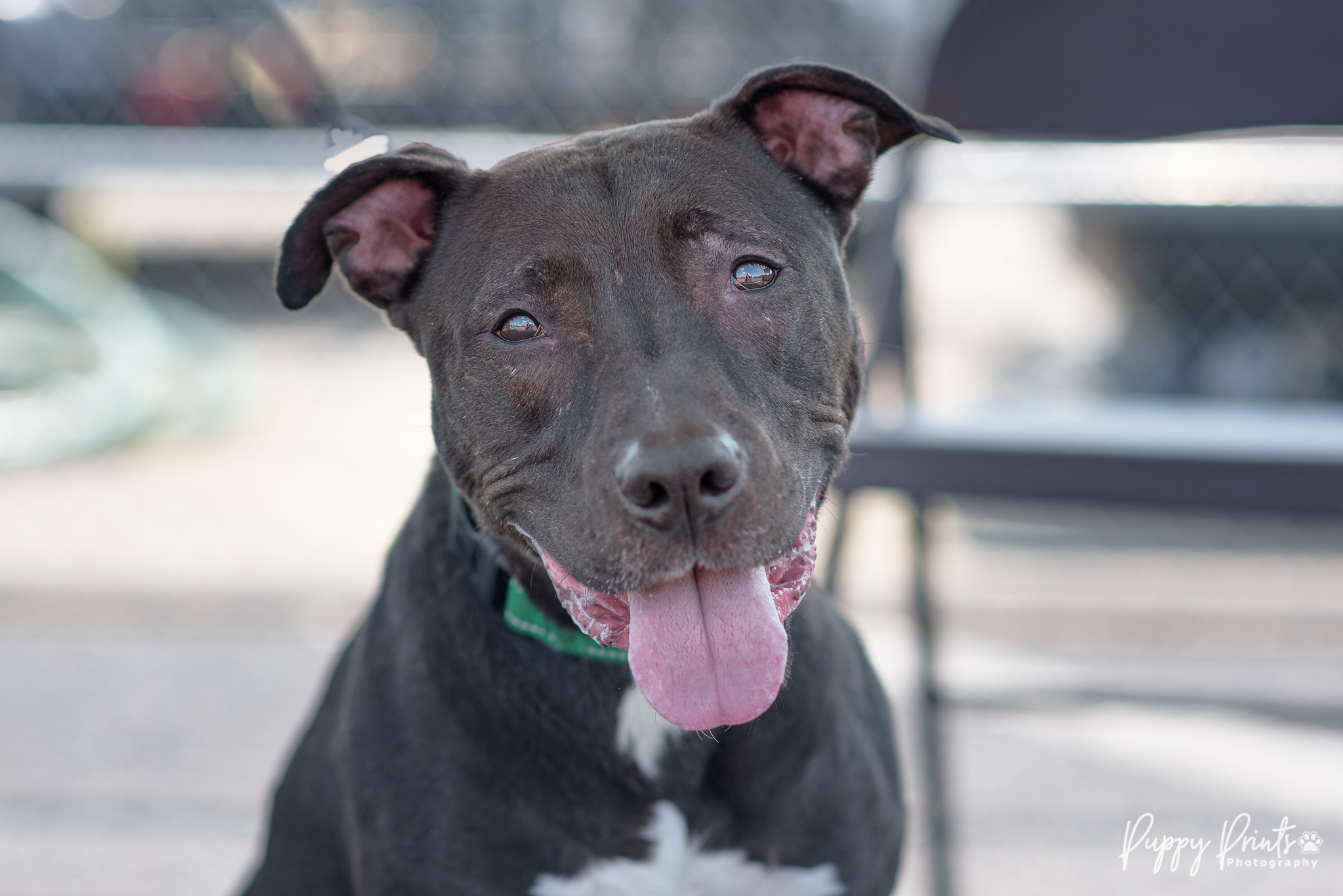 Lilo, a Adoptable mixed breed in Sanford, NC image 1/9