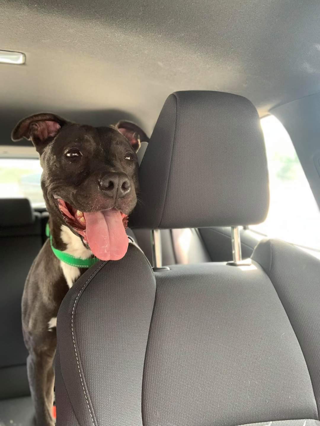 Lilo, a Adoptable mixed breed in Sanford, NC image 6/9