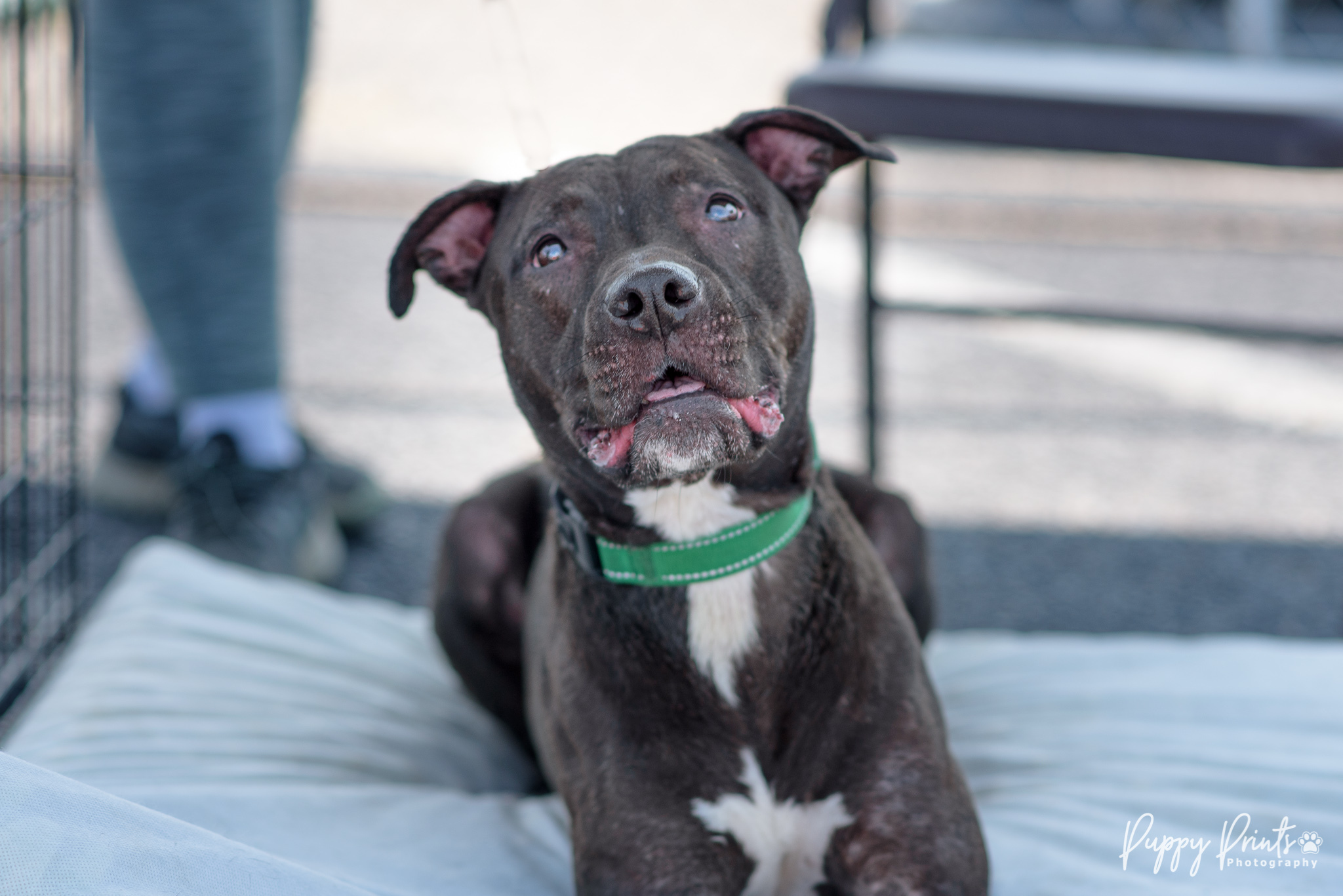 Enlarge Lilo, a Adoptable mixed breed in Sanford, NC image 7/9