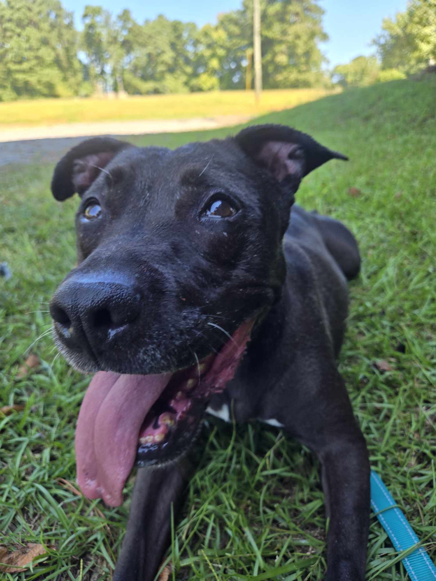 Enlarge Lilo, a Adoptable mixed breed in Sanford, NC image 8/9
