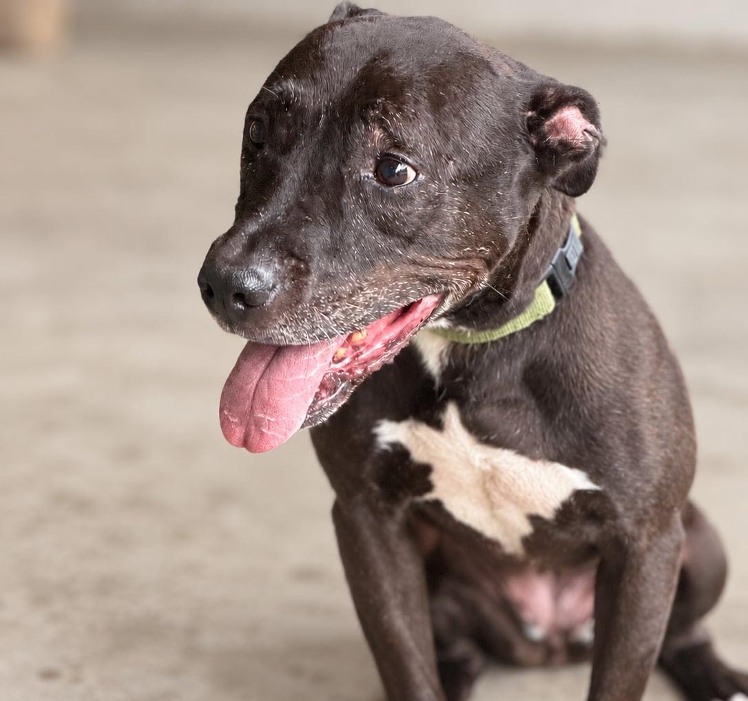 Lilo, Adoptable, Senior Female American Staffordshire Terrier & Black Labrador Retriever.