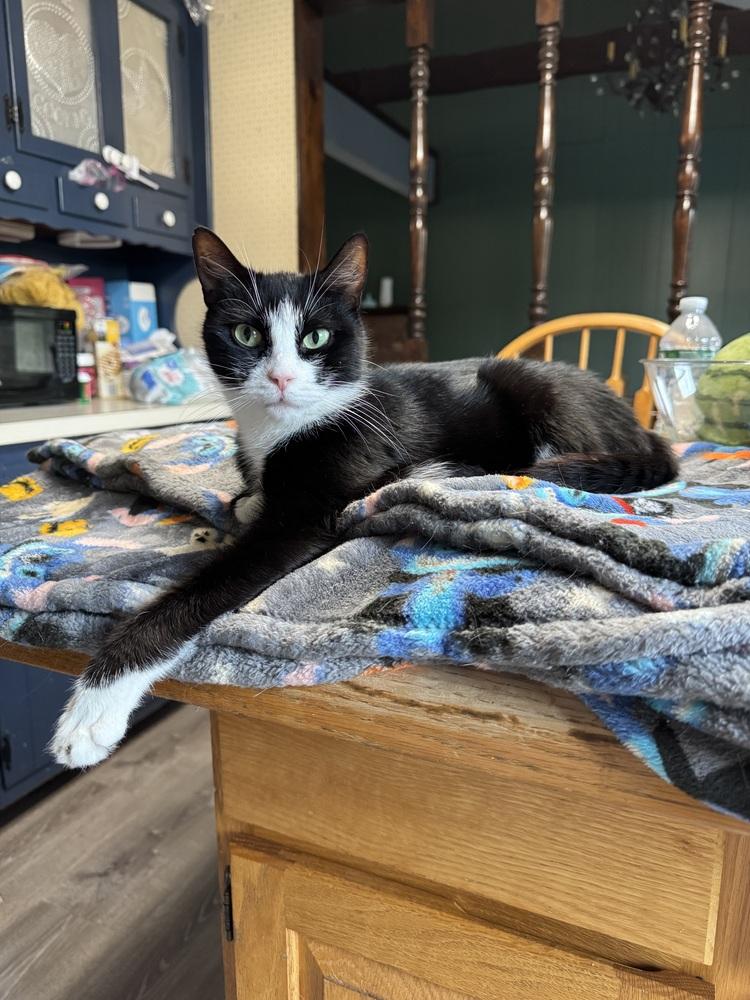 Captain Cat Sparrow, a Adoptable Domestic Short Hair in Commack, NY image 1/2