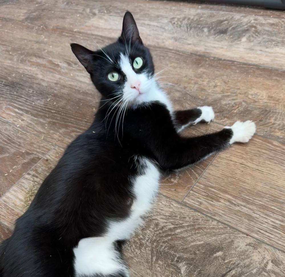 Captain Cat Sparrow, a Adoptable Domestic Short Hair in Commack, NY image 2/2