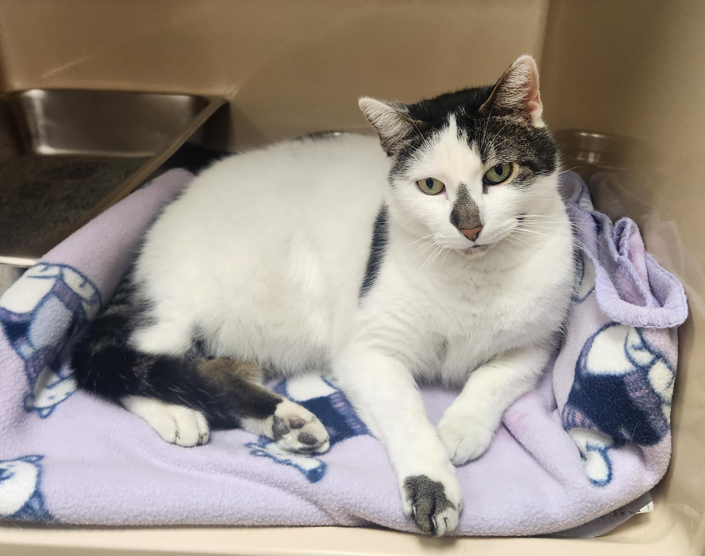 Jasper, Adoptable, Senior Male Domestic Short Hair.