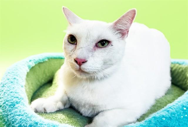 SNOW, Adoptable, Adult Male Domestic Short Hair.