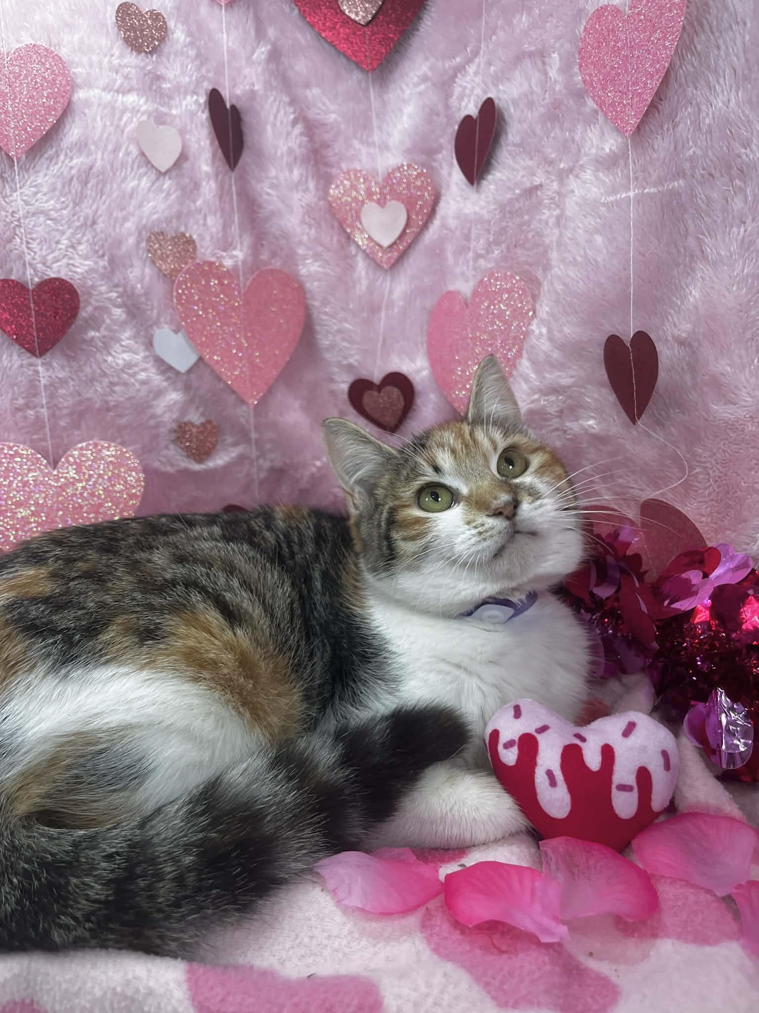 Enlarge Galexy, a ADOPTABLE Calico in Tavares, FL image 2/2