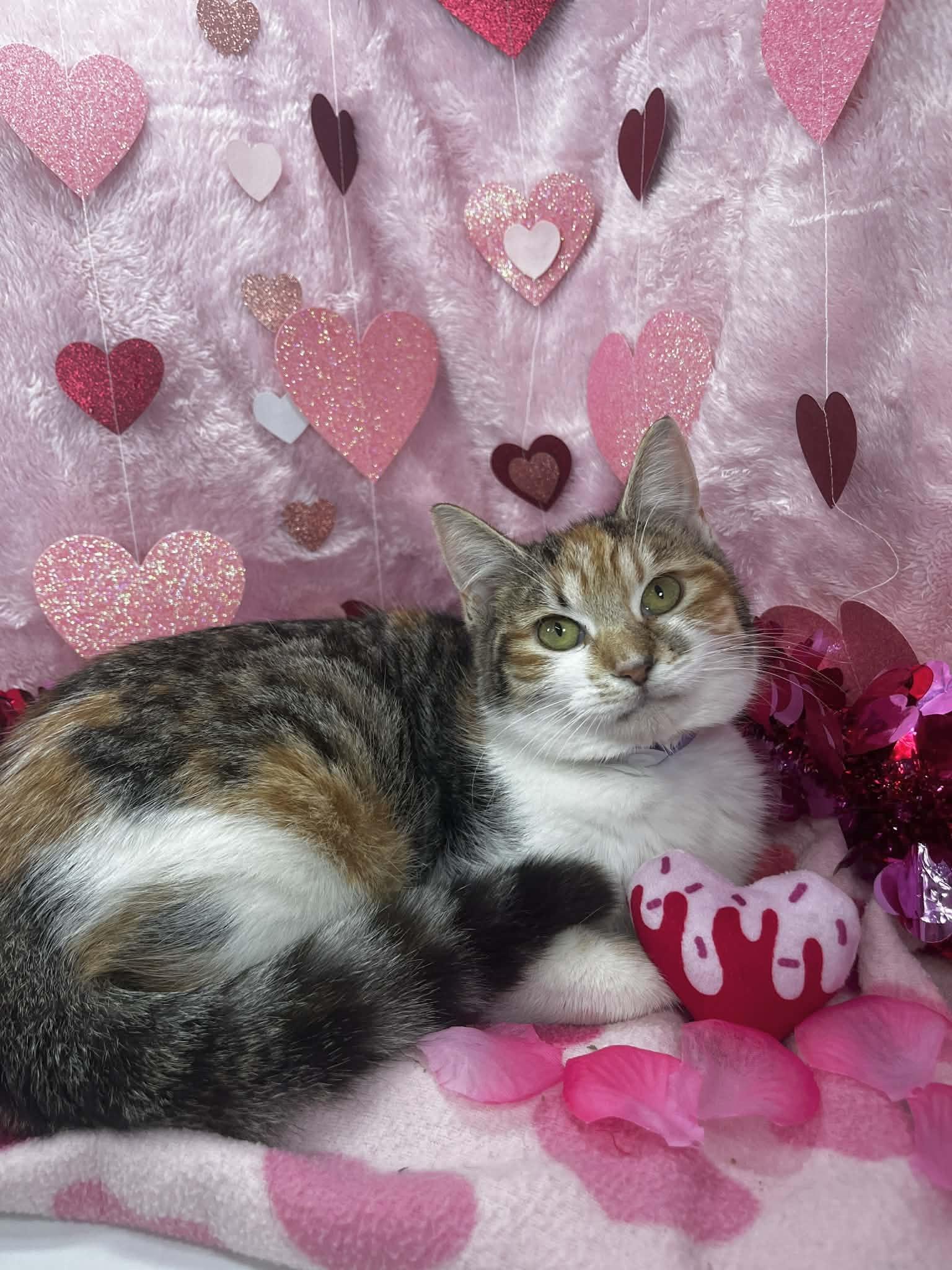 Galexy, ADOPTABLE, Young Female Calico.