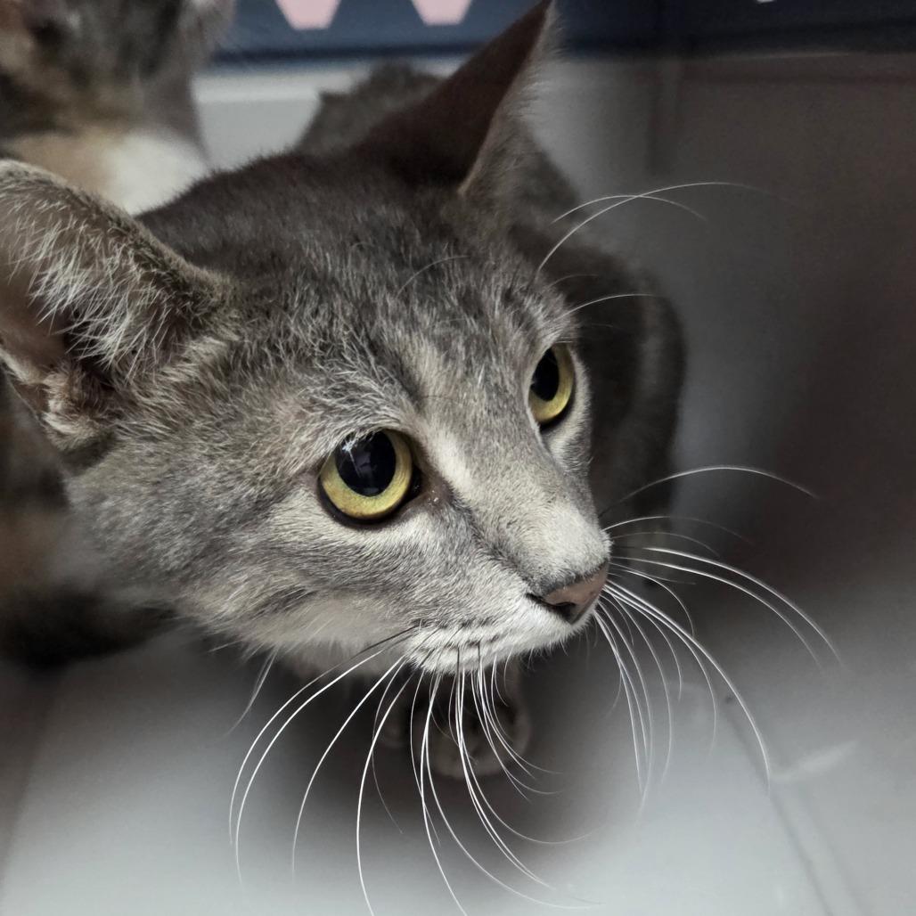 Aggie, Adoptable, Adult Female Domestic Short Hair.