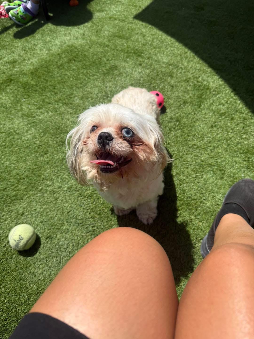 Curly boy, Adopted, Young Male Shih Tzu.