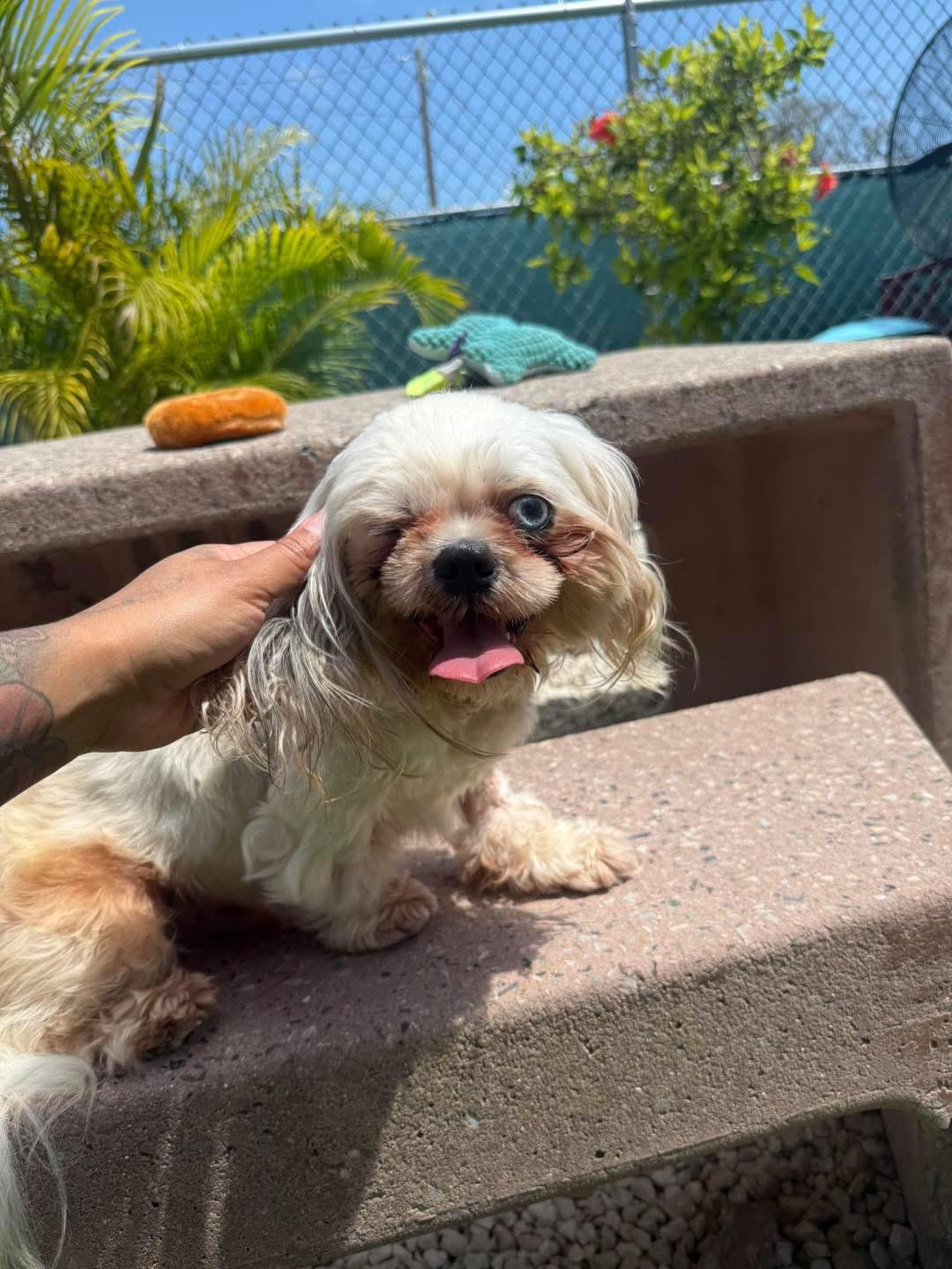 Curly boy, a Adopted Shih Tzu in Key Largo, FL image 2/3