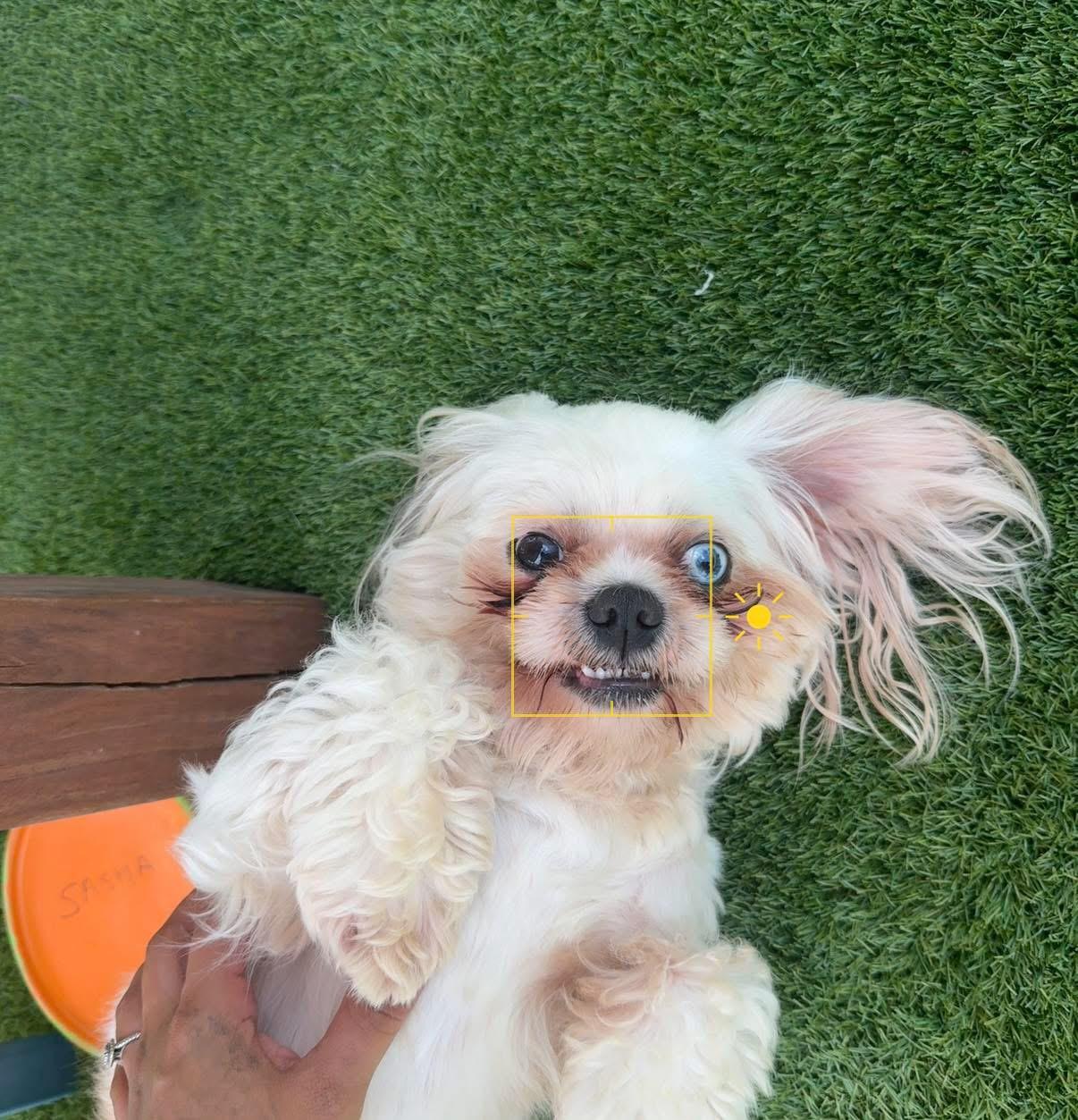 Curly boy, a Adopted Shih Tzu in Key Largo, FL image 3/3