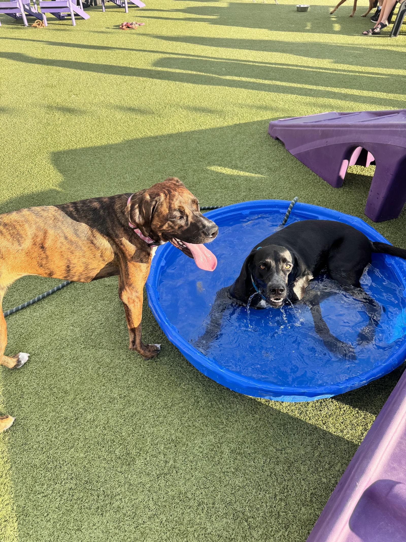 Rocky, Adoptable, Adult Male Labrador Retriever.