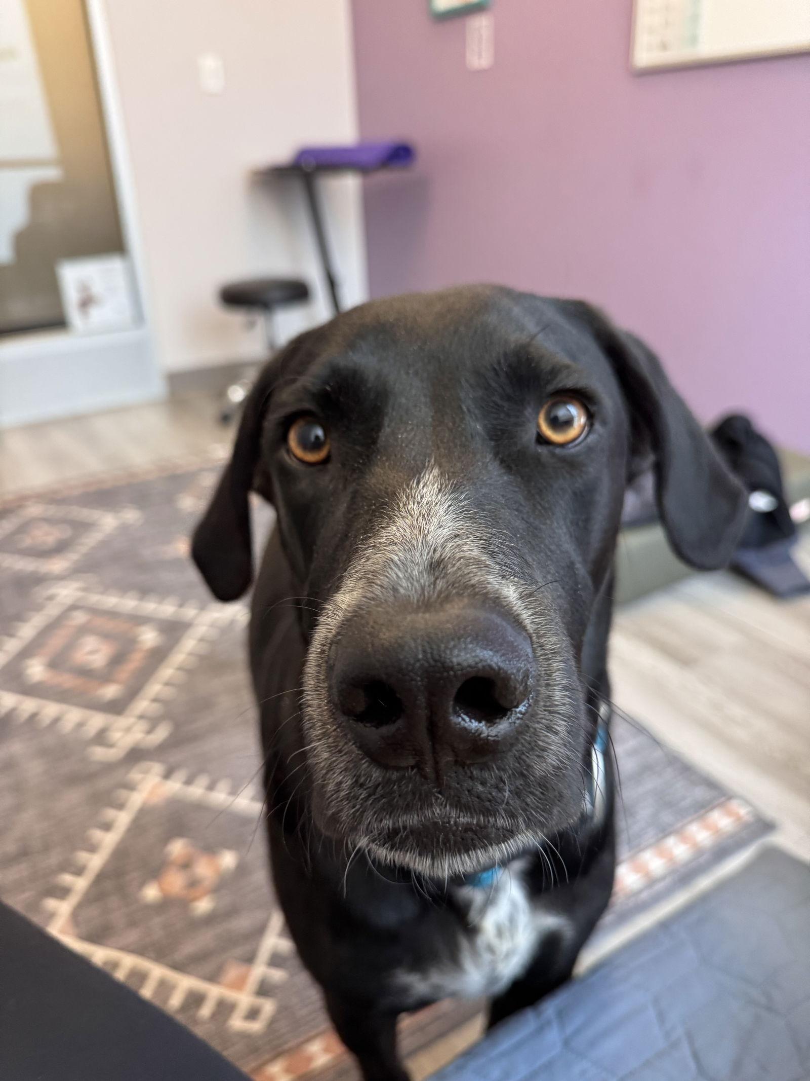 Enlarge Rocky, a Adoptable Labrador Retriever in Fort Collins, CO image 2/3