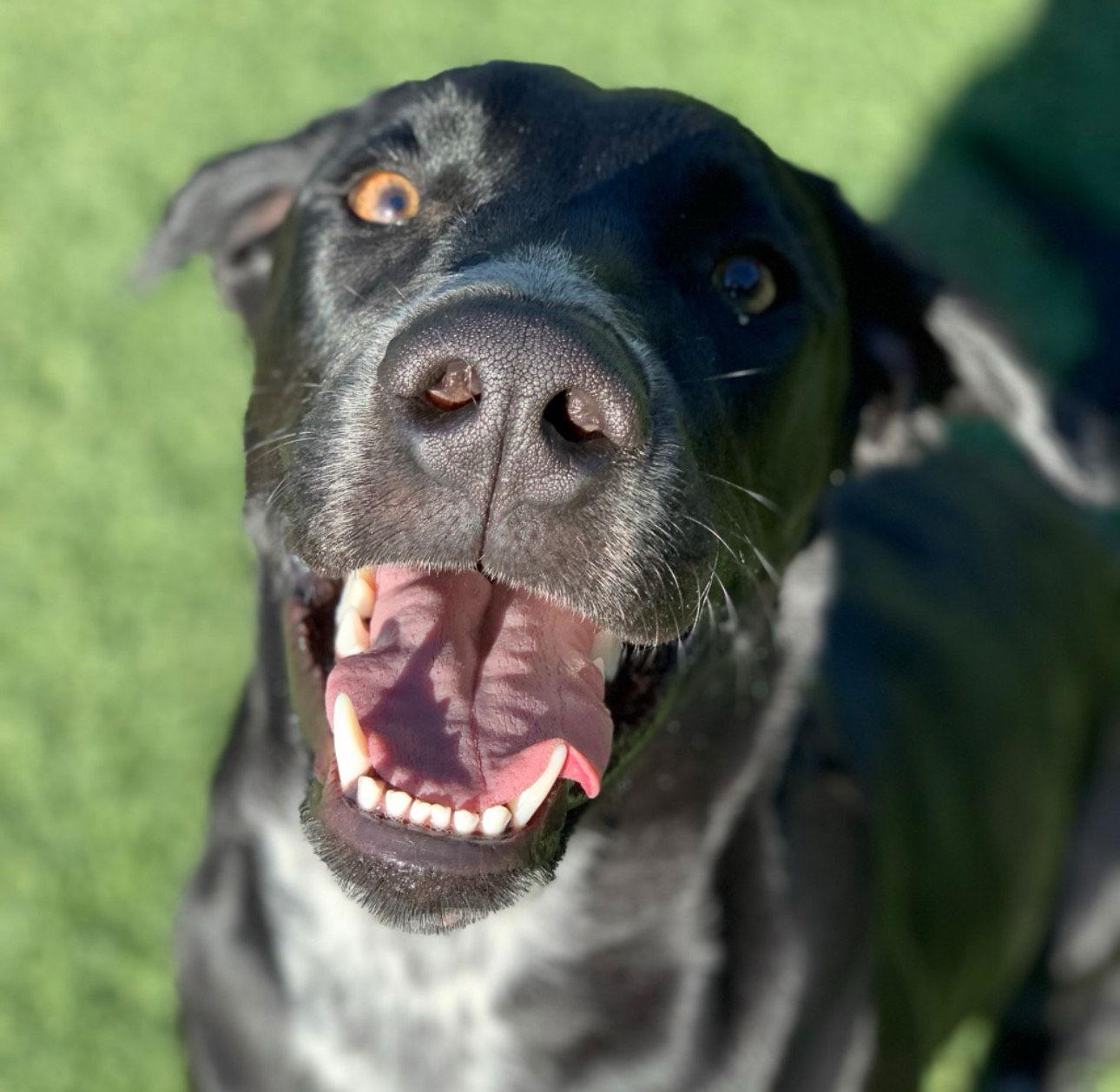 Rocky, Adoptable, Adult Male Labrador Retriever.