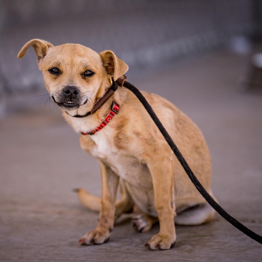 Enlarge QUINOA, an adopted Chihuahua in Joshua Tree, CA image 1/1