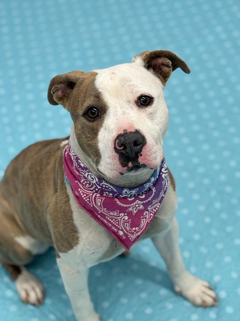 Toad, Adoptable, Young Female Mixed Breed.
