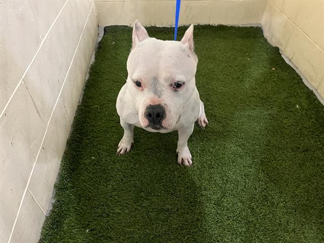 Enlarge ISA, a Adoptable mixed breed in Winter Haven, FL image 1/1