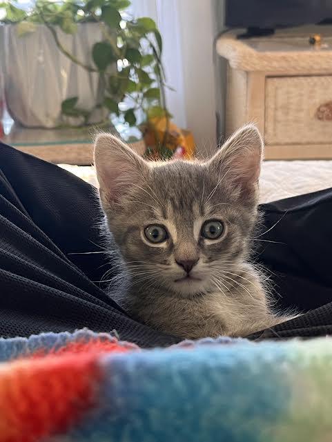 Thelma and Bugsy Malone, adopted, Kitten Female Domestic Short Hair.