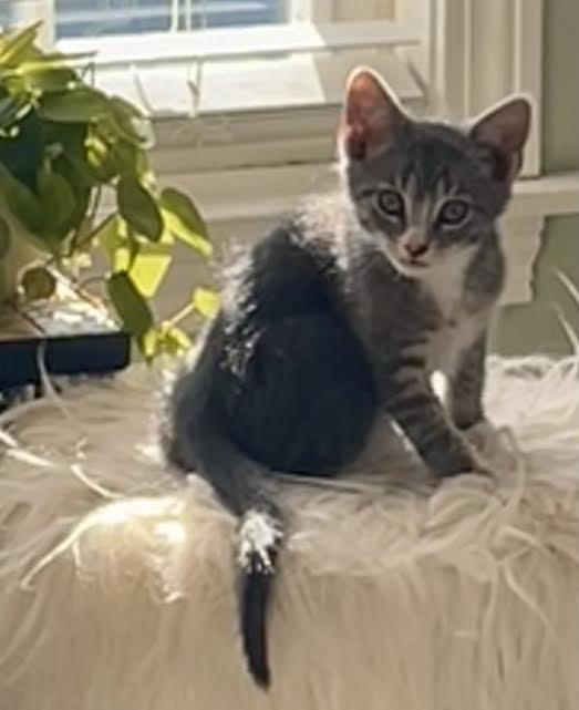 Enlarge Thelma and Bugsy Malone, an adopted Domestic Short Hair in Marblehead, MA image 2/2