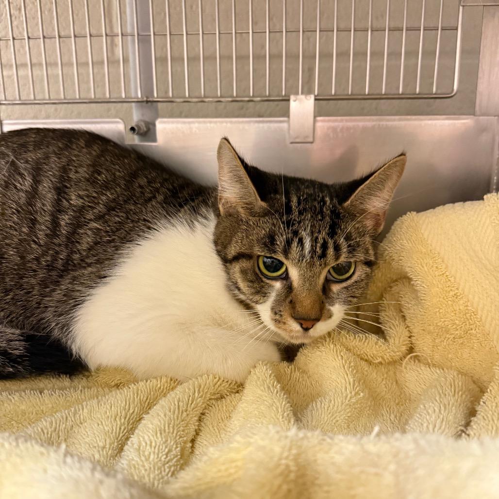 Plumeria, Adoptable, Adult Female Domestic Short Hair.