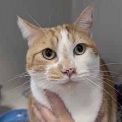 Marmalade, adoptable, Adult Male Tabby.